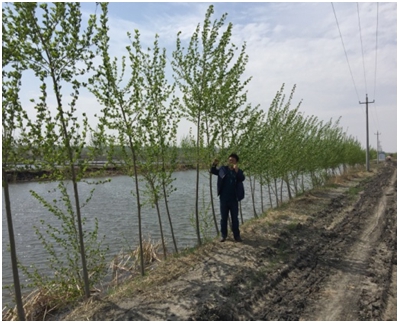 吉林省西部新开水田防护林建设关键技术研究与示范